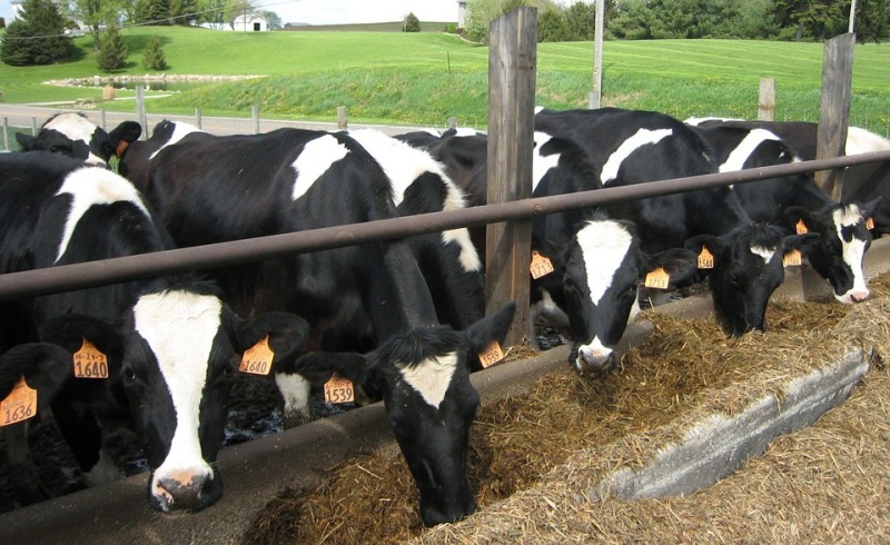 Dairy Dairy