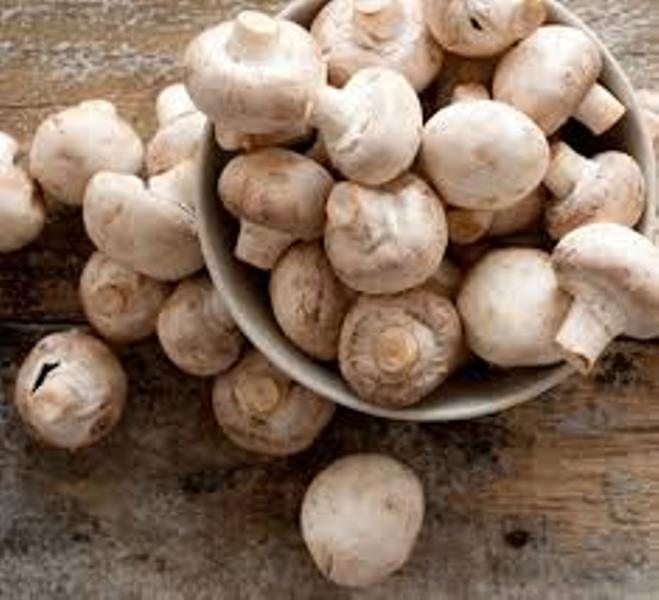 Mushroom Mushroom