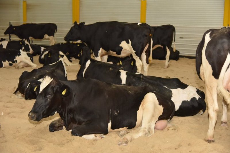 cow cow