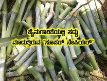ರೈತರ ಪ್ರಶಂಸೆಗೆ ಪಾತ್ರವಾಗಿರುವ ಸೂಪರ್ ನೇಪಿಯರ್- ಬಹುಕಟಾವು ಮೇವಿನ ಬೆಳೆ ನೇಪಿಯರ್ ಹುಲ್ಲು