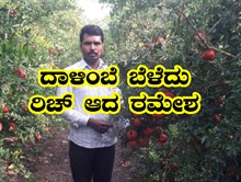 ದಾಳಿಂಬೆ ಬೆಳೆಯಲ್ಲಿ ಡಾಲರ್ ಗಳಿಸಿದ ಬಿಸಿಲು ನಾಡಿನ ರೈತ