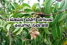 ಮಾವಿನ ಬೆಳೆಯಲ್ಲಿ ಮುಖ್ಯ ಕೀಟ ಹಾಗೂ ರೋಗಗಳ ನಿರ್ವಹಣಾ ಕ್ರಮಗಳು