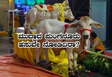  ಜಗತ್ತಿನಲ್ಲಿಯೇ ಅತೀ ಸಂದರವಾದ ಪುಂಗನೂರ ಹಸುವಿನ ಬಗ್ಗೆ ನಿಮಗೆಷ್ಟು ಗೊತ್ತು? ಇಲ್ಲಿದೆ ಸಂಪೂರ್ಣ ಮಾಹಿತಿ......