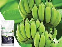 ಸುಸ್ಥಿರ ಕೃಷಿ ಉತ್ಪನ್ನಗಳನ್ನು ನಿರ್ವಹಿಸುವಲ್ಲಿ ಸಲ್ಫರ್, ಕ್ಯಾಲ್ಸಿಯಂ ಮತ್ತು ಮೆಗ್ನೀಸಿಯಮ್ ನ ಪ್ರಾಮುಖ್ಯತೆ