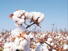 ಶ್ರೇಷ್ಠ ವಿಜ್ಞಾನಿಗಳು ಮತ್ತು ಕೃಷಿಕರು ಕರ್ನಾಟಕದಲ್ಲಿ ಬಿ ಆರ್ ಲ್ 1 (BRL1) ಕ್ಷೇತ್ರ ಪ್ರಯೋಗಗಳಿಗೆ ಅನುಮತಿ ನೀಡುವಂತೆ ಸರ್ಕಾರಕ್ಕೆ ಕರೆ ನೀಡಿದ್ದಾರೆ