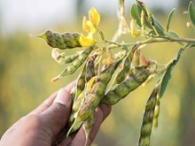 ಜೈವಿಕ ವಿಧಾನಗಳಿಂದಲೂ ತೊಗರಿ, ಕಡಲೆ ಬೆಳೆಗಳಲ್ಲಿ ರೋಗ ನಿಯಂತ್ರಣ