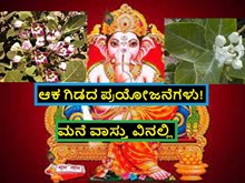 ಆಕ ಗಿಡದ ಪ್ರಯೋಜನೆಗಳು! ತಿಳಿಯಲು ಪೂರ್ತಿಯಾಗಿ ಓದಿ !