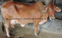 ಹೈನುಗಾರಿಕೆಯಲ್ಲಿ ಯಾರಿಗೆ 'ಡಬಲ್' ಲಾಭ ಬೇಕು! 