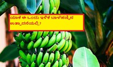ಯಾಕೆ ಈ ಒಂದು ಇಳಿಕೆ ಬಾಳೆಹಣ್ಣಿನ ಉತ್ಪಾದನೆಯಲ್ಲಿ? ಯಾಕೆ ಈ ಒಂದು ಇಳಿಕೆ ಬಾಳೆಹಣ್ಣಿನ ಉತ್ಪಾದನೆಯಲ್ಲಿ?