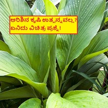 ಅರಿಶಿನ ಕೃಷಿ ಉತ್ಪನ್ನವಲ್ಲ? ಏನಿದು ವಿಚಿತ್ರ ಪ್ರಶ್ನೆ! 