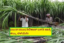 (Use OF Silicon) ಸಿಲಿಕಾನ್ ಬಳಸಿ ಜಾಸ್ತಿ ಕಬ್ಬು ಬೆಳೆಯಿರಿ!  