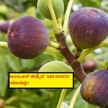 ಅಂಜೂರ್ ಹಣ್ಣಿನ  'SIDE EFFECTS' ಯಾವವು?