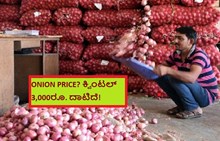 ONION PRICE? ಕ್ವಿಂಟಲ್‌ 3,000ರೂ. ದಾಟಿದೆ!