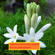 TUBEROSE CULTIVATION! ರೈತರಿಗೆ ತುಂಬಾ ಸಹಾಯಕಾರಿ? 