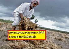NON SESONAL RAIN! onion ಬೆಳೆಗೆ ತುಂಬಾ ಹಾನಿಮಾಡಿದೆ! NON SESONAL RAIN! onion ಬೆಳೆಗೆ ತುಂಬಾ ಹಾನಿಮಾಡಿದೆ!