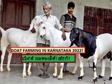GOAT FARMING IN KARNATAKA 2022! ಮೇಕೆ ಸಾಕಾಣಿಕೆ! ಹೇಗೆ? GOAT FARMING IN KARNATAKA 2022! ಮೇಕೆ ಸಾಕಾಣಿಕೆ! ಹೇಗೆ?