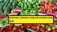 VEGETABLE  FARMING! ಅತ್ಯಂತ ಲಾಭದಾಯಕ ಕೃಷಿ! 