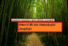 BAMBOO FARMING! ಇದು ಹಸಿರು ಬಂಗಾರ! ಸರ್ಕಾರ ಶೇ.50% ಸಹಾಯಧನ ನೀಡಲಿದೆ?