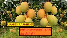 MANGO FARMING! ಉತ್ತಮ MANGOಗಾಗಿ ಏನು ಮಾಡಬೇಕು?