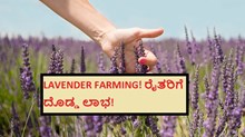 LAVENDER FARMING! ರೈತರಿಗೆ ದೊಡ್ಡ ಲಾಭ!