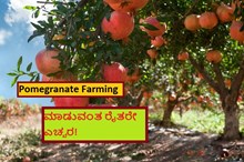 Pomegranate Farming ಮಾಡುವಂತ ರೈತರೇ ಎಚ್ಚರ!  