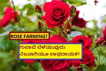 ROSE FARMING! ಗುಲಾಬಿ ಬೆಳೆಯುವುದು ನಿಜವಾಗಿಯೂ ಲಾಭದಾಯಕ? 