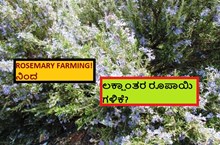 ROSEMARY FARMING! ನಿಂದ ಲಕ್ಷಾಂತರ ರೂಪಾಯಿ ಗಳಿಕೆ?	