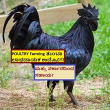 POULTRY Farming ತುಂಬಾ ಲಾಭದಾಯಕ ಉದ್ಯೋಗ! ಮತ್ತು ಸರ್ಕಾರದಿಂದ ಸಹಾಯ? 