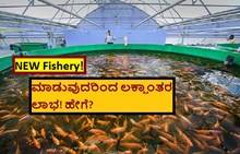 NEW Fishery! ಮಾಡುವುದರಿಂದ ಲಕ್ಷಾಂತರ ಲಾಭ! ಹೇಗೆ?  NEW Fishery! ಮಾಡುವುದರಿಂದ ಲಕ್ಷಾಂತರ ಲಾಭ! ಹೇಗೆ?