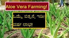 Aloe Vera Farming! ಒಮ್ಮೆ ಬಿತ್ತನೆ, ಇಡೀ ವರ್ಷ ಲಾಭ!