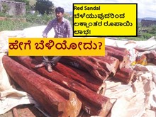 Red Sandal ಬೆಳೆಯುವುದರಿಂದ ಲಕ್ಷಾಂತರ ರೂಪಾಯಿ ಲಾಭ! ಹೇಗೆ ಬೆಳಿಯೋದು?