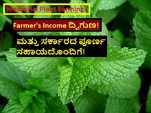 Medicinal Plant Farming! Farmer's Income ದ್ವಿಗುಣ! ಮತ್ತು ಸರ್ಕಾರದ ಪೂರ್ಣ ಸಹಾಯದೊಂದಿಗೆ!