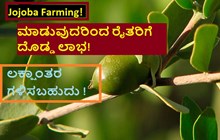 Jojoba Farming! ಮಾಡುವುದರಿಂದ ರೈತರಿಗೆ ದೊಡ್ಡ ಲಾಭ! ಲಕ್ಷಾಂತರ ಗಳಿಸಬಹುದು !