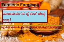 Turmeric Farming! ಮಾಡುವುದರಿಂದ ರೈತರಿಗೆ ದೊಡ್ಡ ಲಾಭ! ಲಕ್ಷಾಂತರ ರೂಪಾಯಿ ಗಳಿಸವಲ್ಲಿ ಇಮ್ಯೂನಿಟಿ ಬೂಸ್ಟರ್ ಆಗಬಹುದು?