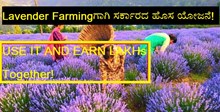 Lavender Farmingಗಾಗಿ ಸರ್ಕಾರದ ಹೊಸ ಯೋಜನೆ! USE IT AND EARN LAKHs Together! 