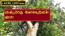 1 ACRE,120Trees ಮತ್ತುನೀವು  ಕೋಟ್ಯಾಧಿಪತಿ! ಹೇಗೆ?