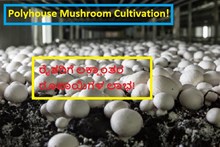 Polyhouse Mushroom Cultivation! ರೈತರಿಗೆ ಲಕ್ಷಾಂತರ ರೂಪಾಯಿಗಳ ಲಾಭ!