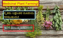 Medicinal Plant Farming! ರೈತರು ಲಕ್ಷಾಂತರ ರೂಪಾಯಿ ಗಳಿಸಬಹುದು! ಹೇಗೆ ಅದು ಕೃಷಿಯಿಂದ?