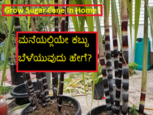 Grow Sugar Cane In Home! ಮನೆಯಲ್ಲಿಯೇ ಕಬ್ಬು ಬೆಳೆಯುವುದು ಹೇಗೆ?