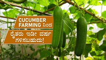 Cucumber Farming ನಿಂದ ರೈತರು ಇಡೀ ವರ್ಷ ಗಳಿಸಬಹುದು!!
