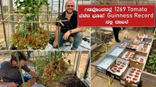 ಗಿಡವೊಂದರಲ್ಲೆ 1269 Tomato ಬೆಳೆದ ಭೂಪ!, Guinness Record ನಲ್ಲಿ ದಾಖಲೆ 