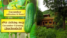 Cucumber cultivation At Home! ಹೌದು ಮನೆಯಲ್ಲಿ ನೀವು Cucumber Farming ಮಾಡಬಹುದು!