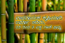 ಲಾಭದಾಯಕ ಕೃಷಿಯಾಗಿ ಬರ್ಮಾ ಬಿದಿರು, 2.5 ದಿಂದ 3 ಲಕ್ಷ ಗಳಿಕೆ ಸಾಧ್ಯ   ಲಾಭದಾಯಕ ಕೃಷಿಯಾಗಿ ಬರ್ಮಾ ಬಿದಿರು, 2.5 ದಿಂದ 3 ಲಕ್ಷ ಗಳಿಕೆ ಸಾಧ್ಯ