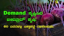Demand ಸೃಷ್ಟಿಸಿದ ಬೀಟ್ರೂಟ್ ಕೃಷಿ! , 60 ದಿನಗಳಲ್ಲಿ ಸಿಕ್ಕಾಪಟ್ಟೆ ಗಳಿಸಬಹುದು
