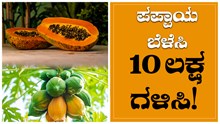 ಪಪ್ಪಾಯ ಬೆಳೆಸಿ 10 ಲಕ್ಷ ಗಳಿಸಿ!  350 ಕ್ವಿಂಟಾಲ್‌ವರೆಗೆ ಉತ್ಪಾದನೆ, ವರ್ಷವಿಡೀ ಬೇಸಾಯ.