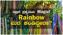 Rainbow ಮರ ಕಂಡಿದ್ದೀರಾ? ಇಲ್ಲಿದೆ ಪ್ರಕೃತಿಯ  Magic ! Rainbow ಮರ ಕಂಡಿದ್ದೀರಾ? ಇಲ್ಲಿದೆ ಪ್ರಕೃತಿಯ  Magic !