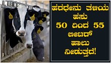 ಹರಧೇನು ತಳಿಯ ಹಸು 50 ರಿಂದ 55 ಲೀಟರ್ ಹಾಲು ನೀಡುತ್ತದೆ! 