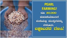 Pearl Farming! ರೂ 20,000 ಹೂಡಿಕೆಯೊಂದಿಗೆ ಮನೆಯಲ್ಲಿ ಮುತ್ತುಗಳನ್ನು ಬೆಳೆಯಿರಿ, ಲಕ್ಷಾಂತರ ಗಳಿಸಿ!