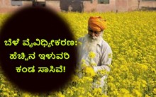 ಬೆಳೆ ವೈವಿಧ್ಯೀಕರಣ: ಹೆಚ್ಚಿನ ಇಳುವರಿ ಕಂಡ ಸಾಸಿವೆ!
