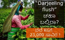 “Darjeeling flush” ಚಹಾ ಬಲ್ಲಿರಾ?  ಈ organic white tea ಬೆಲೆ KGಗೆ  23,000 ಸಾವಿರ ! “Darjeeling flush” ಚಹಾ ಬಲ್ಲಿರಾ?  ಈ organic white tea ಬೆಲೆ KGಗೆ  23,000 ಸಾವಿರ !